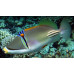 Lagoon triggerfish