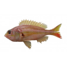 Large-head threadfin bream