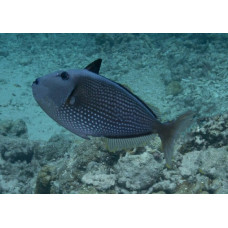 Largescale triggerfish