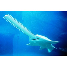 Largetooth sawfish