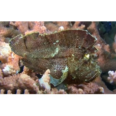 Leaf scorpionfish