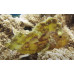 Leaf scorpionfish