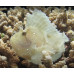 Leaf scorpionfish