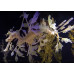 Leafy seadragon