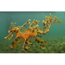 Leafy seadragon