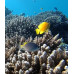 Lemon damselfish