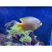 Lemon damselfish