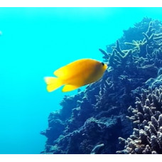 Lemon damselfish