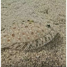 Leopard flounder