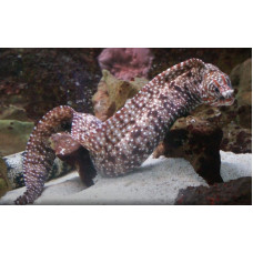 Leopard moray eel