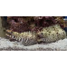 Leopard moray eel