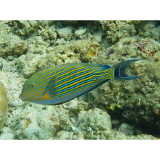 Lined surgeonfish