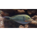 Lined surgeonfish