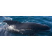 Long-finned pilot whale