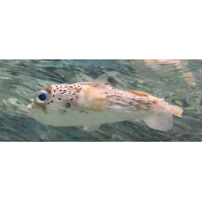 Long-spine porcupinefish