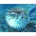 Long-spine porcupinefish