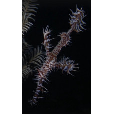 Long-tailed ghost pipefish