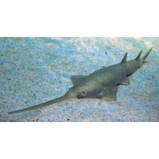 Longcomb sawfish