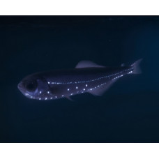 Longfin lanternfish Longfin lanternfish