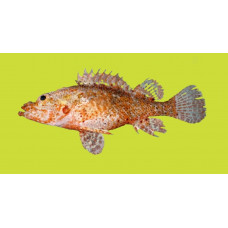 Longfingered scorpionfish