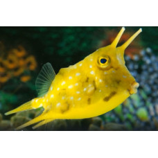 Longhorn cowfish