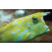 Longhorn cowfish