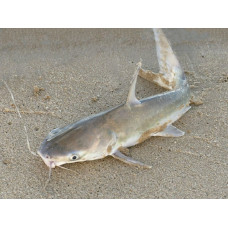 Longsnouted catfish