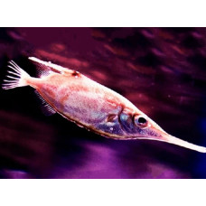 Longspine snipefish