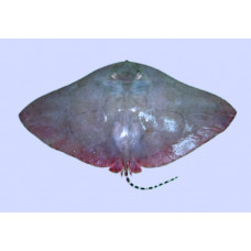 Longtail butterfly ray