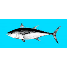 Longtail tuna