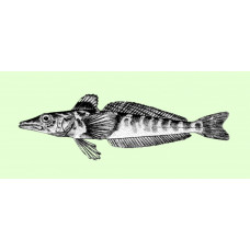 Mackerel icefish