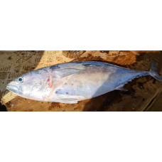 Mackerel tuna