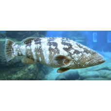 Malabar grouper