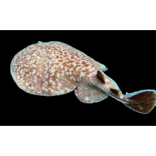 Marbled electric ray