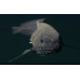 Mariana snailfish