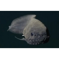 Mariana snailfish