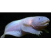 Mariana snailfish