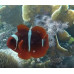 Maroon clownfish