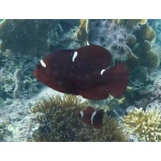 Maroon clownfish