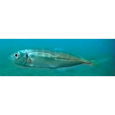 Mediterranean horse mackerel