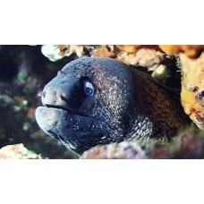 Mediterranean moray