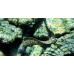 Mediterranean moray