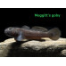Meggitt's goby