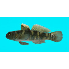 Meggitt's goby