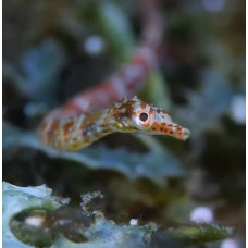 Messmate pipefish