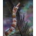 Messmate pipefish