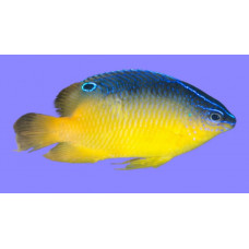 Miller's damselfish