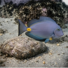 Monrovia doctorfish