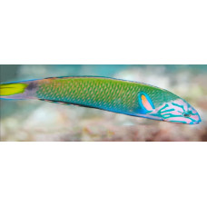 Moon wrasse