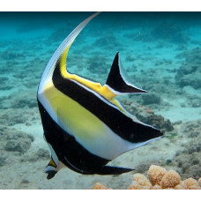 Moorish idol